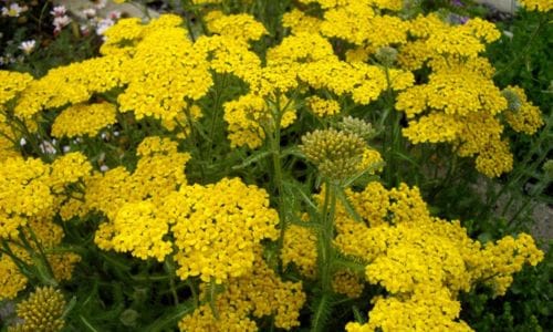Biljka za kamenjare Achillea tomentosa uvjeti za rast