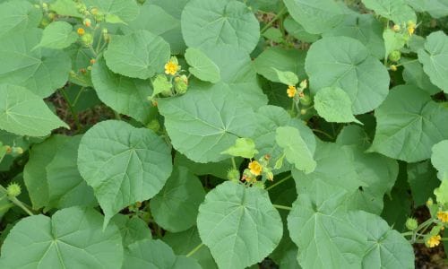 Jednogodišnja biljka Abutilon theophrasti ekoliški utjecaj