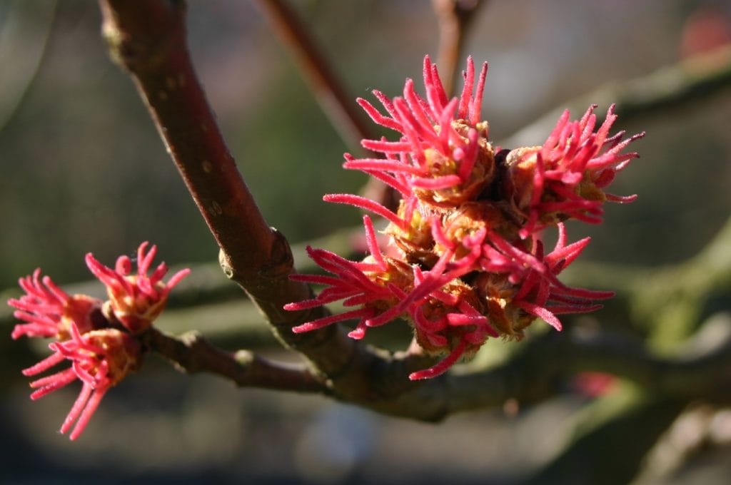 Drvo Acer saccharinum sadnja