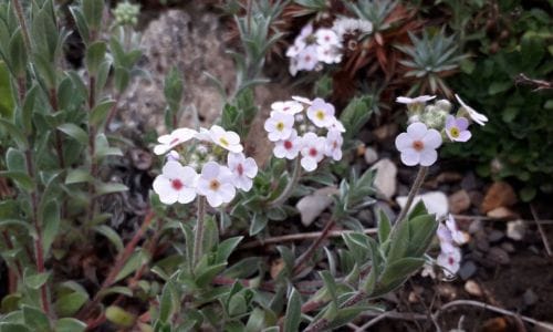 Biljka za kamenjare Androsace lanuginosa