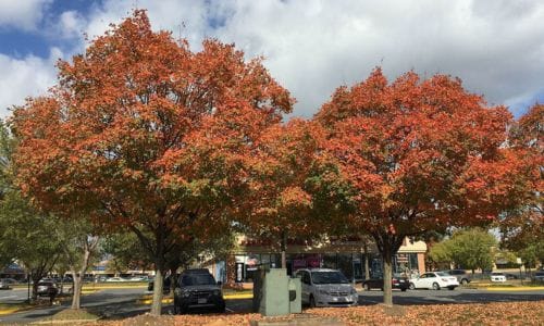 Drvo Acer saccharinum