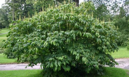 Grm Aesculus parviflora