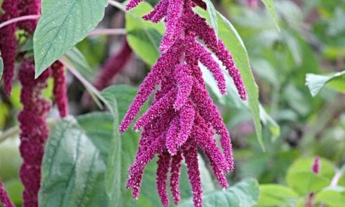 Jednogodišnja biljka Amaranthus caudatus