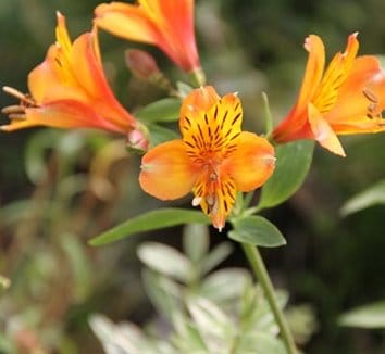 Lukovičasta biljka Alstroemeria 'Margaret (Staccato)' njega