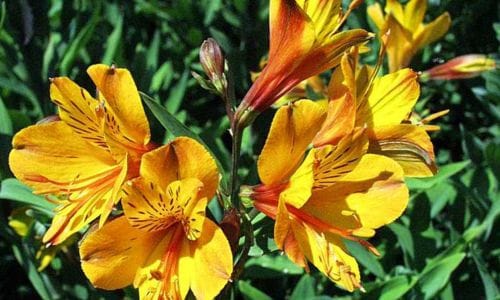 Lukovičasta biljka Alstroemeria 'Margaret (Staccato)'