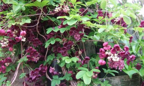 Penjačica Akebia quinata