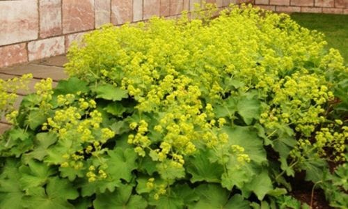 Trajnica Alchemilla mollis