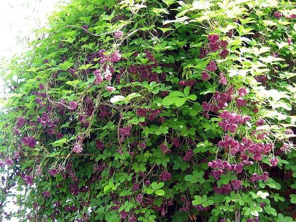 penjačica Akebia quinata njega
