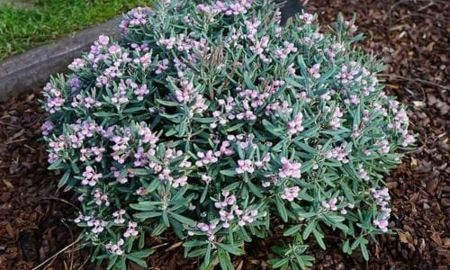 Biljka za kamenjare Andromeda polifolia vrt