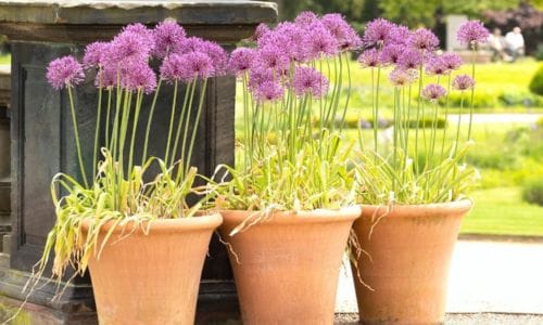 Lukovičasta biljka Allium rosenbachianum vrt