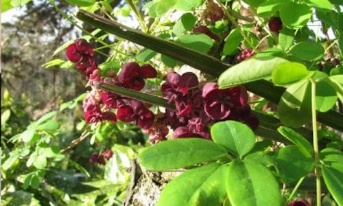Penjačica Akebia pentaphylla