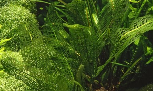 Vodena biljka Aponogeton madagascariensis
