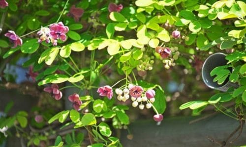 Penjačica Akebia pentaphylla Dekorativna vrijednost u vrtu
