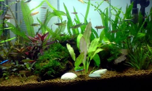 Vodena biljka Aponogeton madagascariensis akvarij