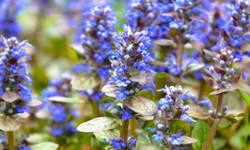 Trajnica Ajuga reptans