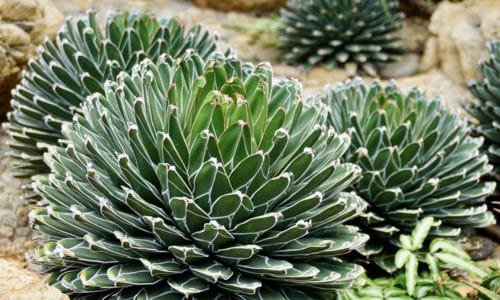 Kaktus Agave victoriae-reginae