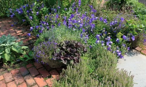 Trajnica Ajuga reptans vrt