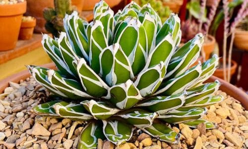 Kaktus Agave victoriae-reginae održavanje