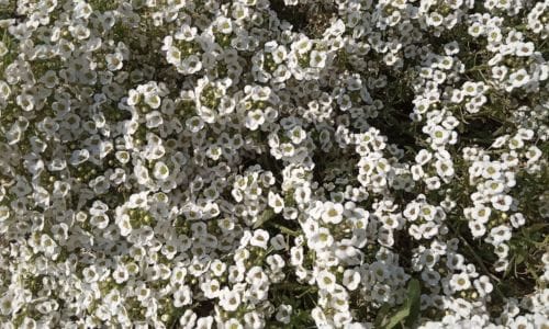 Jednogodišnja biljka Alyssum maritimum