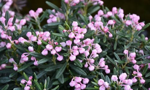 Biljka za kamenjare Andromeda polifolia