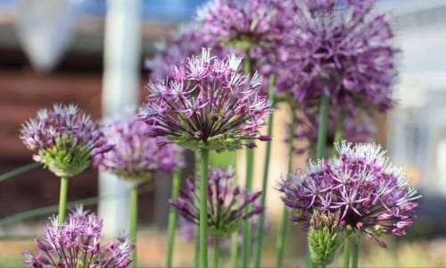 Lukovičasta biljka Allium rosenbachianum