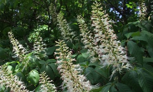 Aesculus parviflora uzgoj