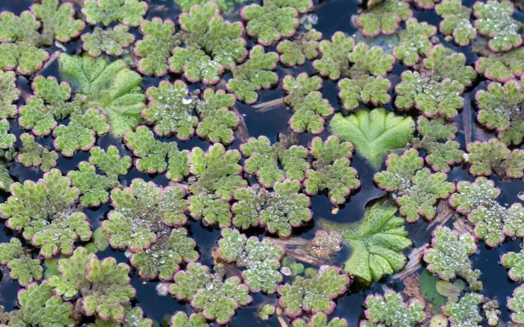 Vodena biljka Azolla filiculoides uzgoj