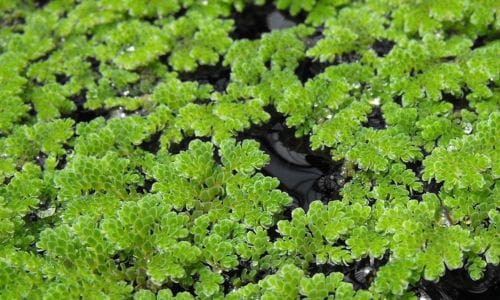 Vodena biljka Azolla filiculoides