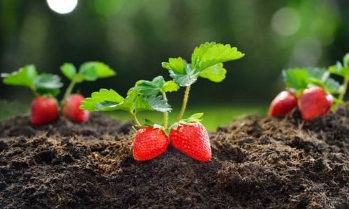Vrste sadnica jagoda i razlike među sortama