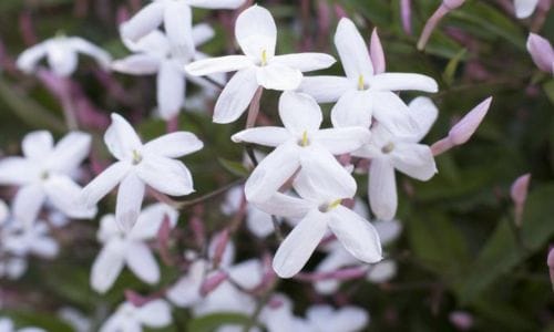 Kako uzgajati i njegovati cvijet jasmin