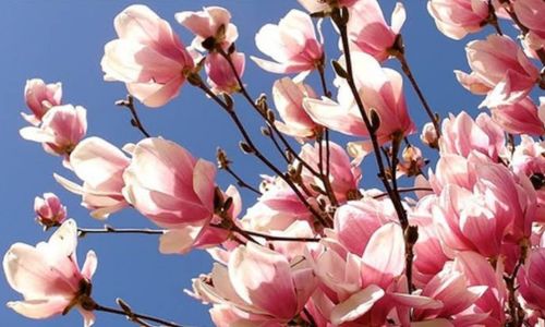 Magnolija sadnice