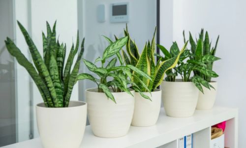 Poklon za useljenje
