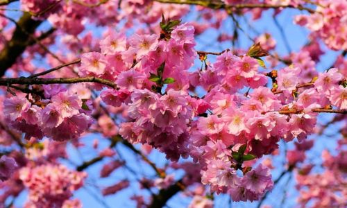 japanska trešnja sadnica cvijet