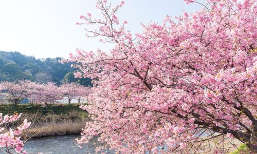 japanska trešnja sadnica