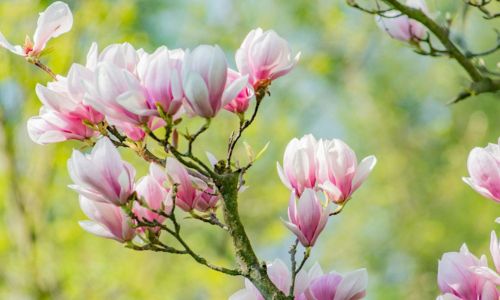 sadnice magnolije